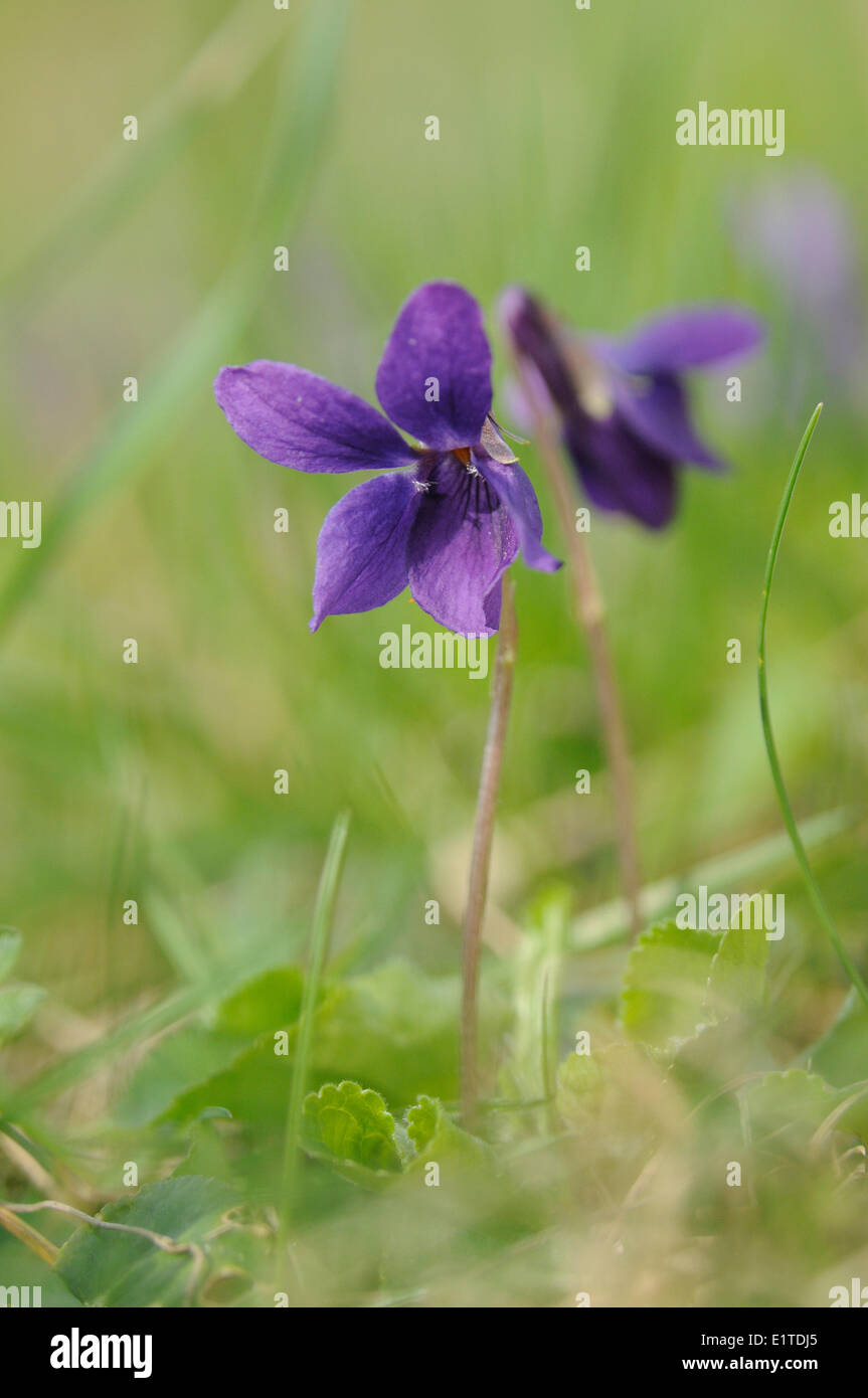 Flowering Sweet Violet on a roadside Stock Photo Alamy