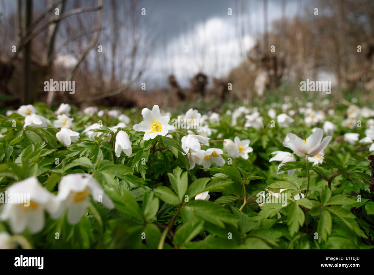 Flowering Wood Anemone in Kolland, Utrecht, The Netherlands. Kolland is a small Natura 2000 area consisting of cut Ash truncs. Stock Photo