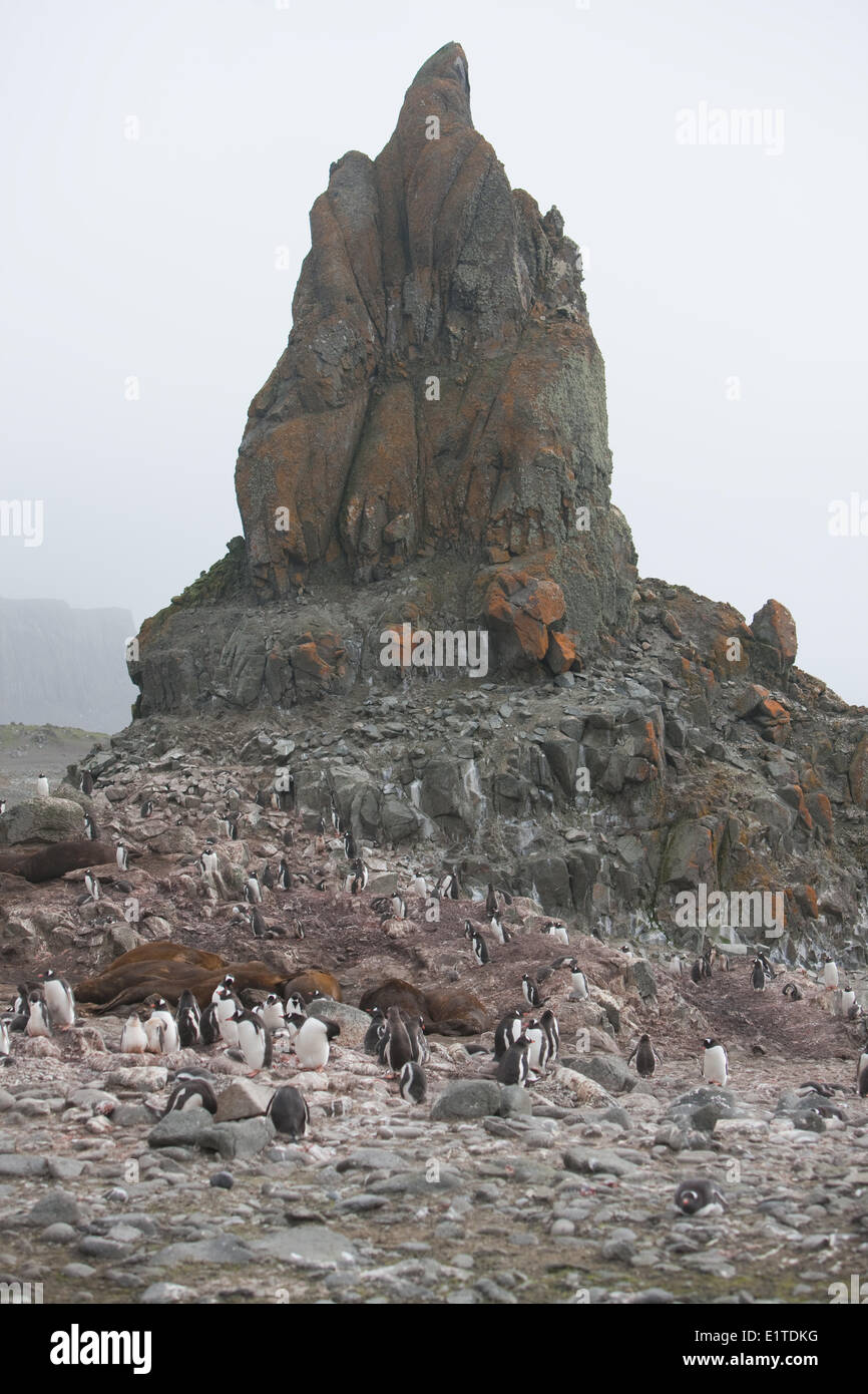 Gentoo Penguins and Southern Elephant Seals at the pinnacle, Barrientos Island (Aitcho, Antarctica) Stock Photo