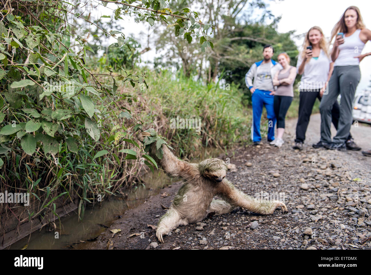 Tourists looking at a brown-throated three-toed sloth on the ground Costa Rica Stock Photo