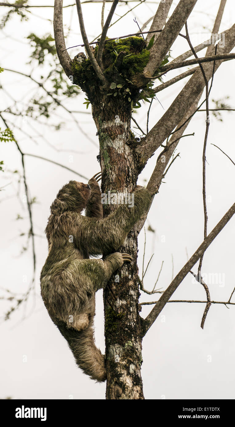 Brown-throated three-toed sloth climbing on a tree Costa Rica Stock Photo