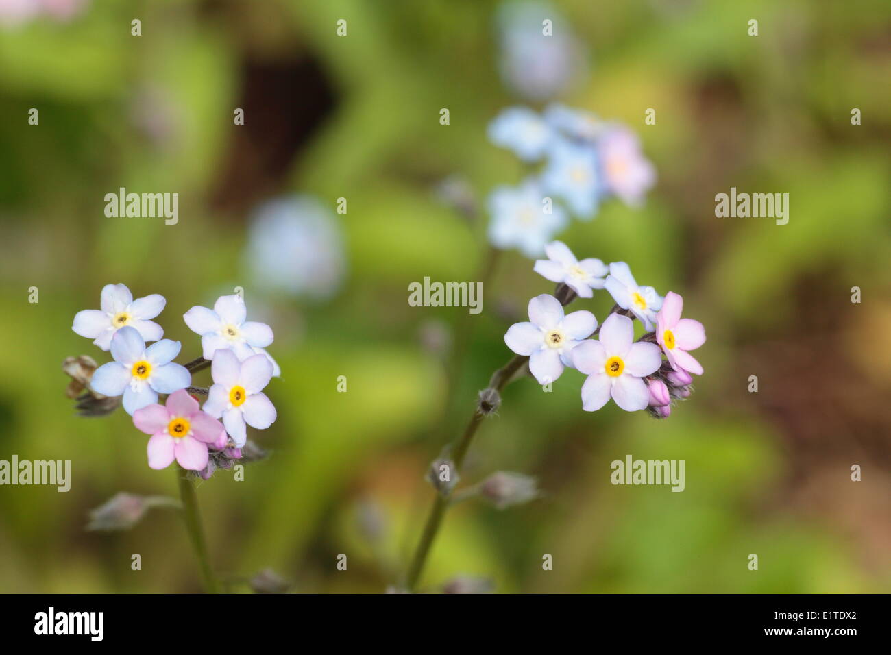 Wood Forget-me-not is a common forest plant in the woods of southern Netherlands. Stock Photo