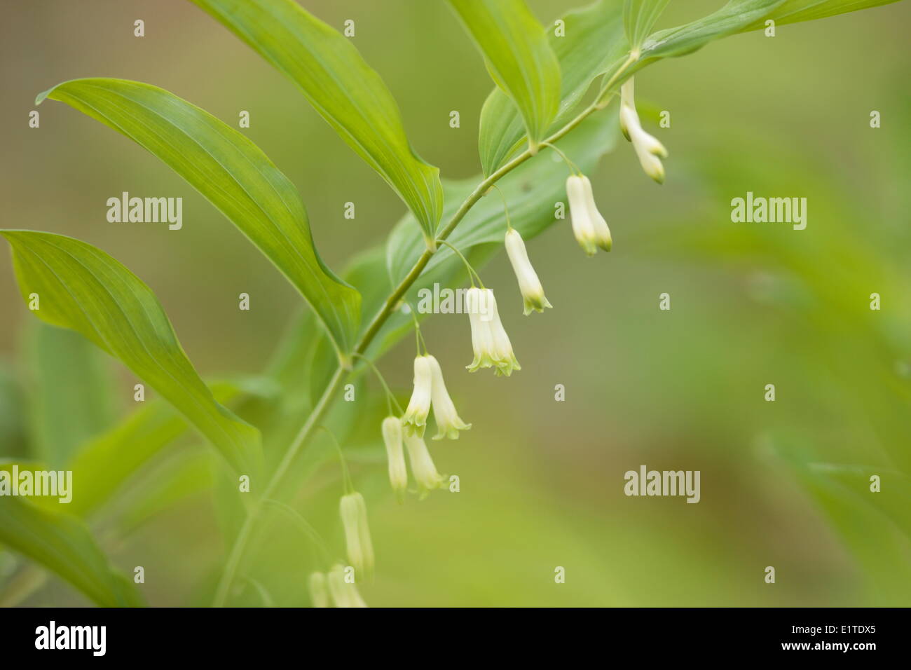 Solomon's Seal in a deciduous forest on the St. Pietersberg. Stock Photo