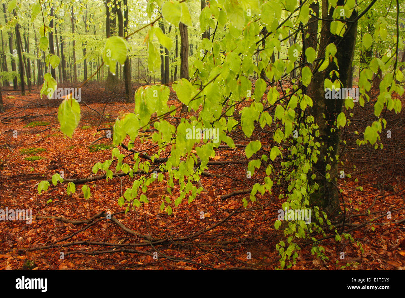 Fresh spring leaves at en Beech forest, during rainfall. Stock Photo