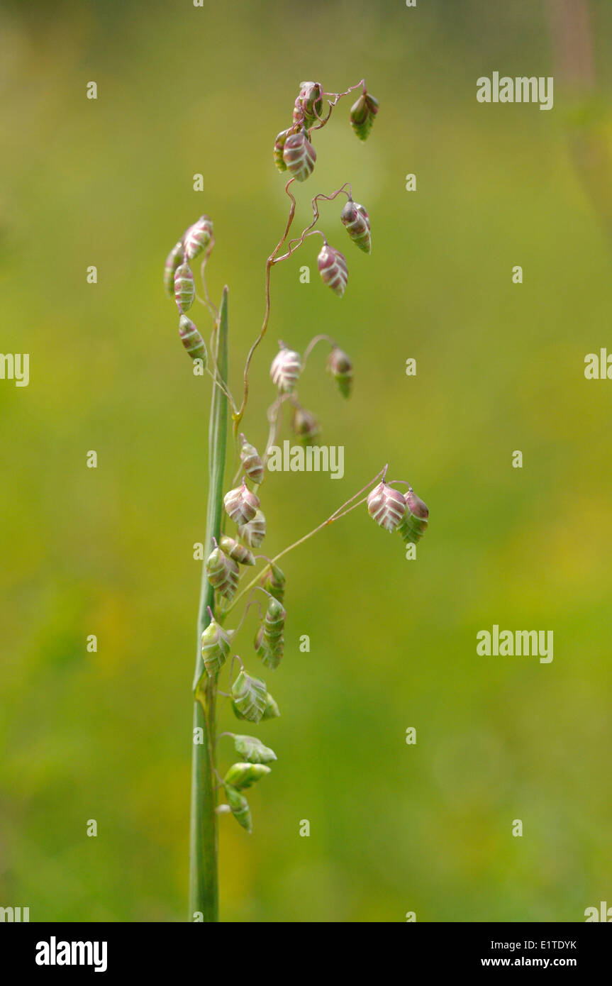 Unfolding inflorescence of Quaking Grass Stock Photo