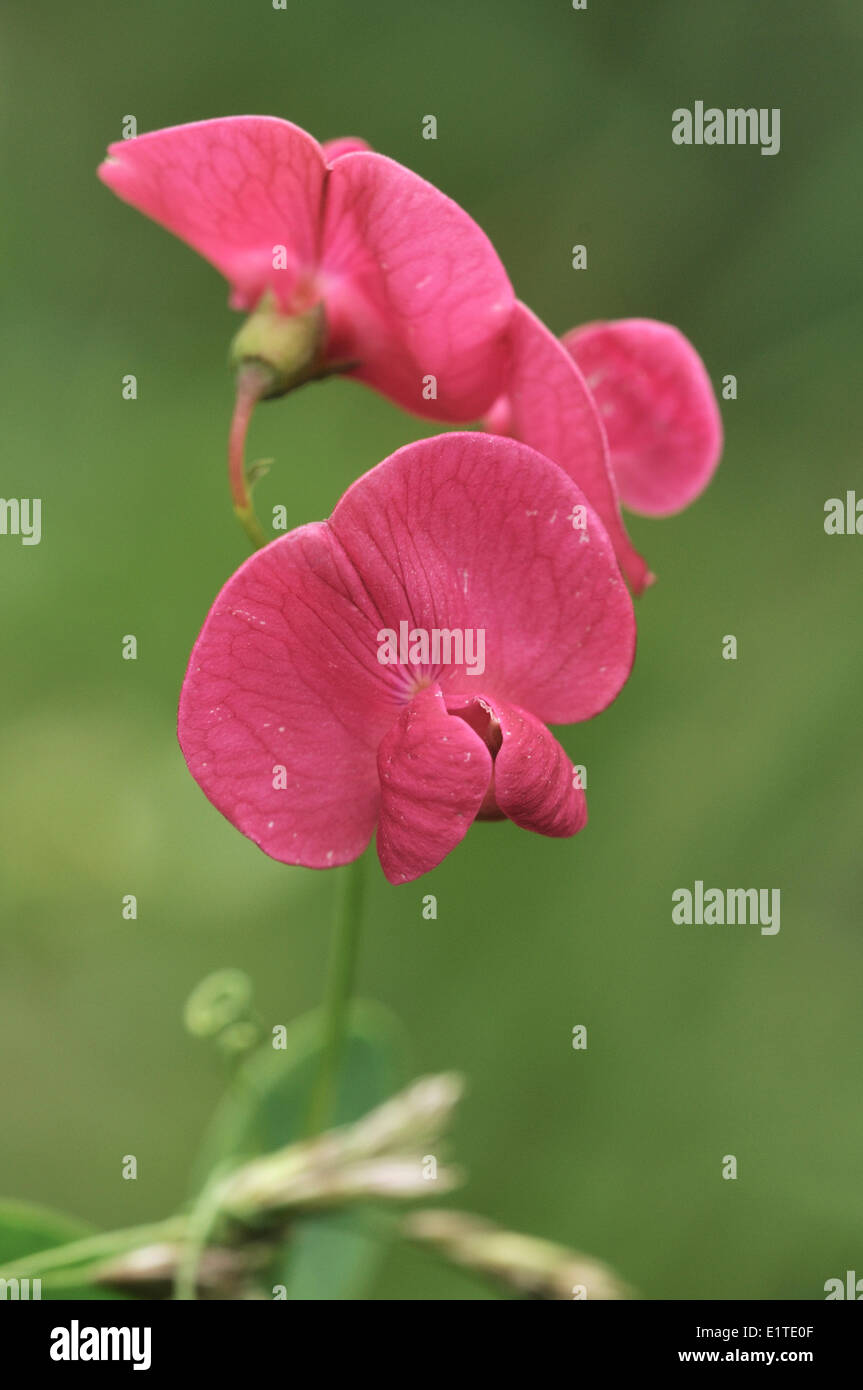 Pink flowers of tuberous pea Stock Photo