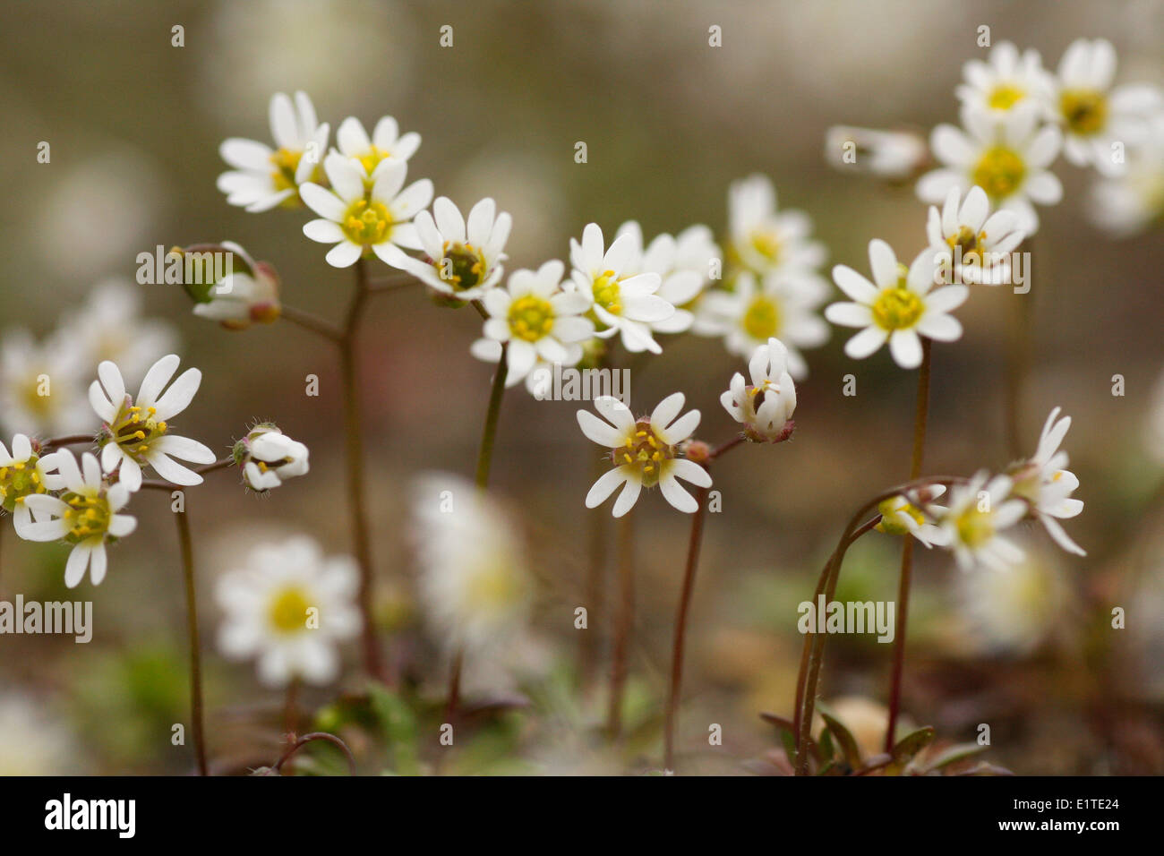 White flowers of Spring Draba. Stock Photo
