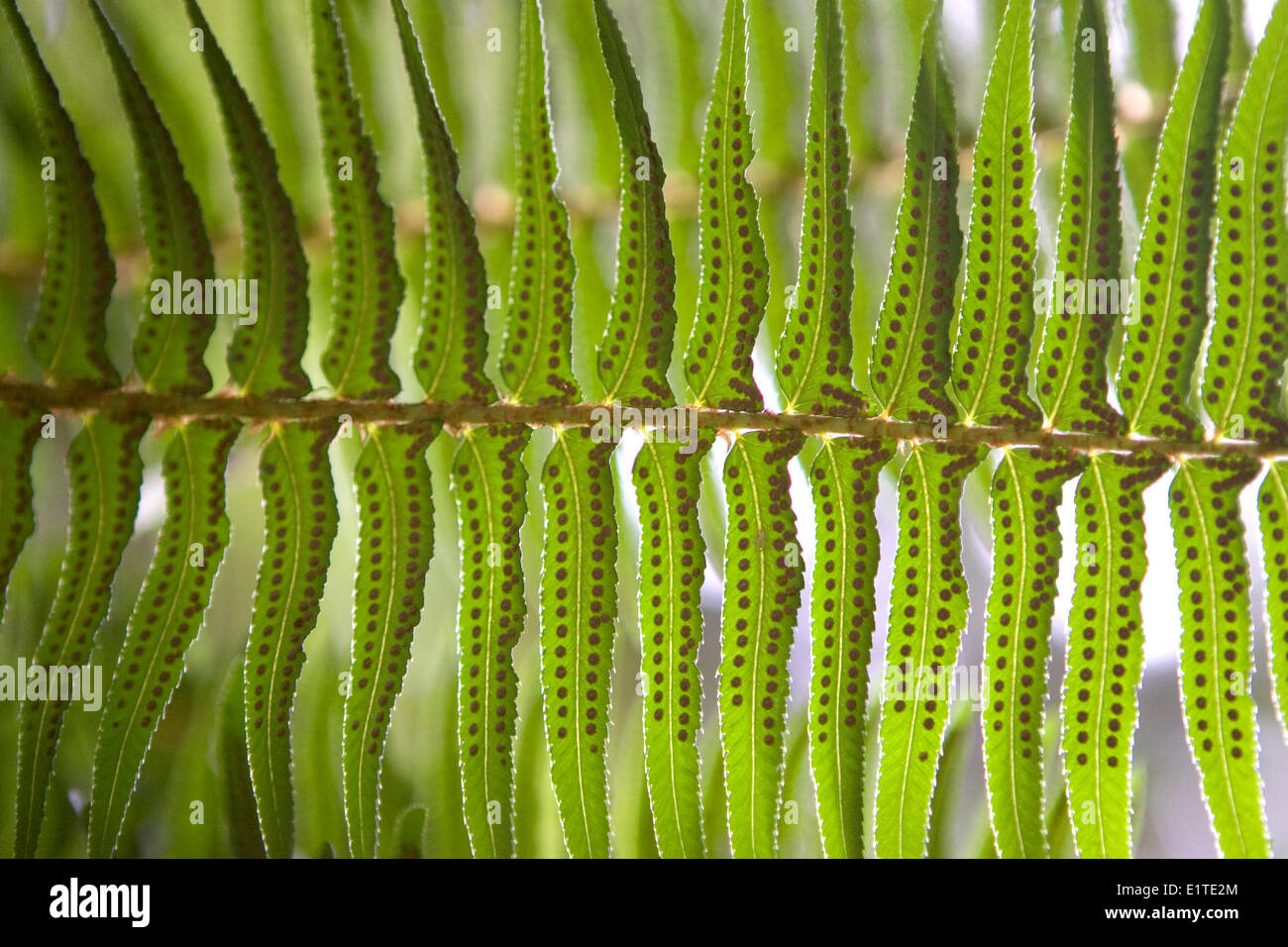 The spores on a fern leaf Stock Photo