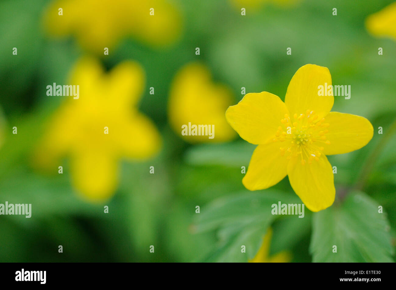 Flowering Yellow Anemone Stock Photo