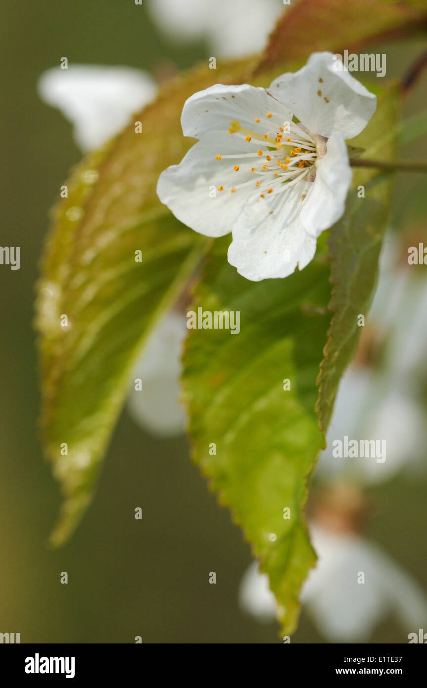 Flowering Sour cherry Stock Photo