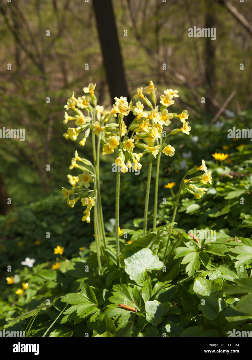 Oxlip rather rare plant southeastern eastern parts Netherlands It grows in deciduous forests forest edges. Stock Photo