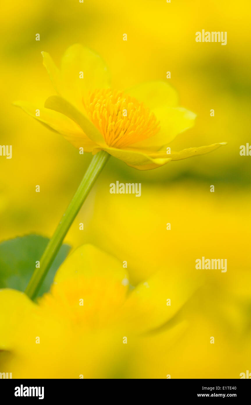 Detailed view on the flower of Marsh Marigold Stock Photo
