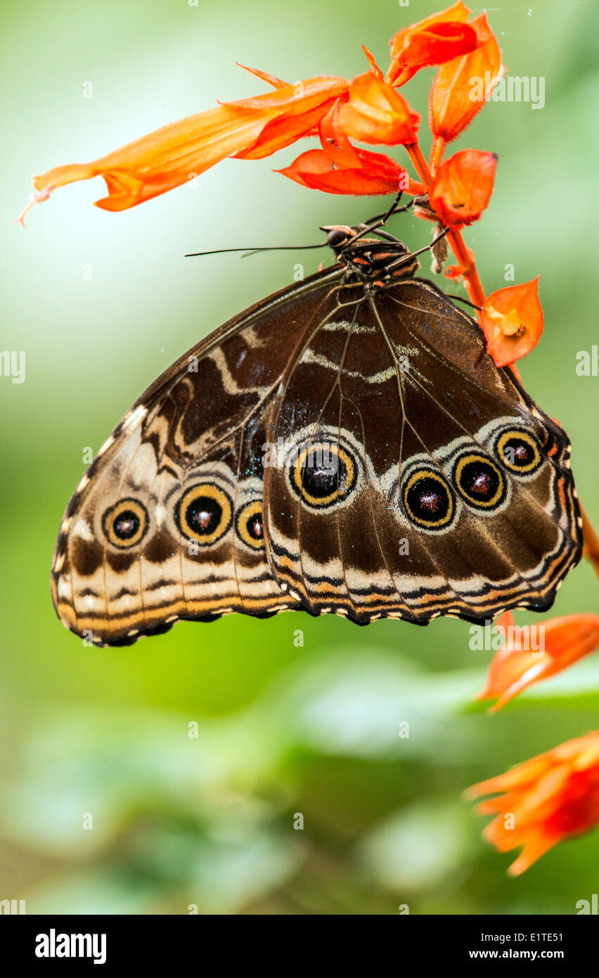 Blue Morpho butterfly insect Monteverde Costa Rica Stock Photo Alamy