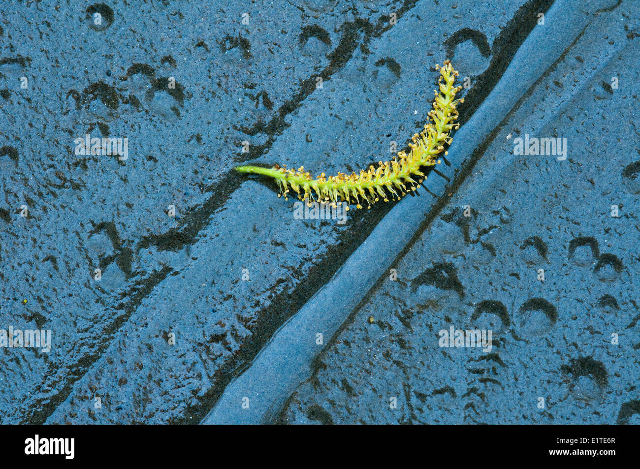 willow catkin on a tidal mudflat in the Dutch delta Stock Photo