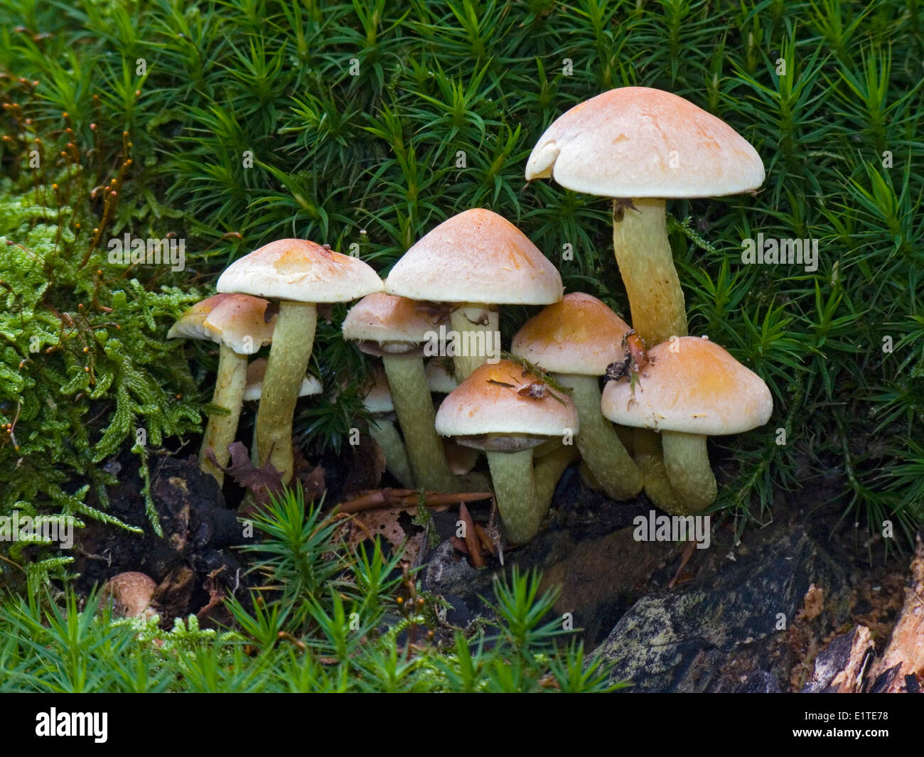 Sulphur tuft surrounded by moss. Stock Photo