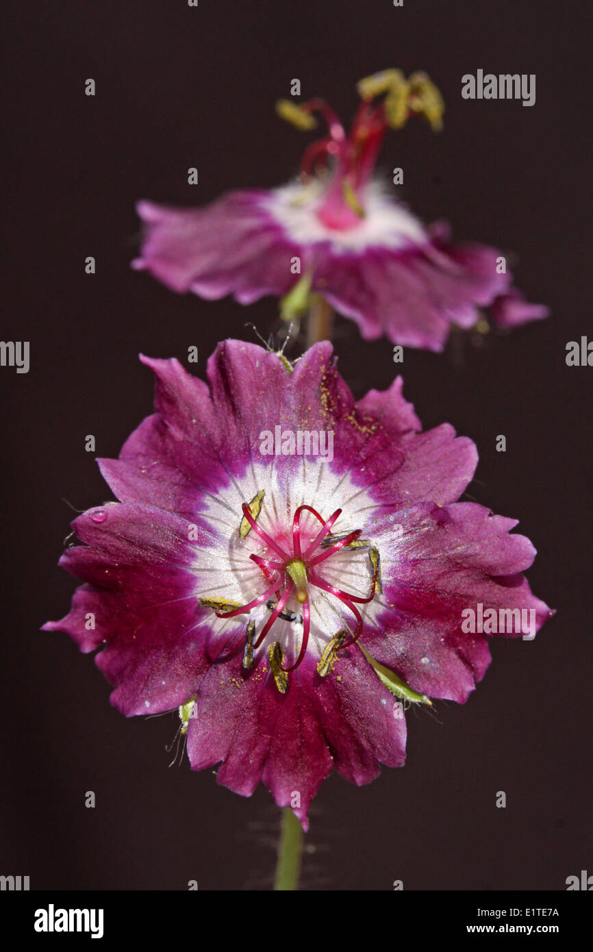 close-up frontal view of flower Stock Photo