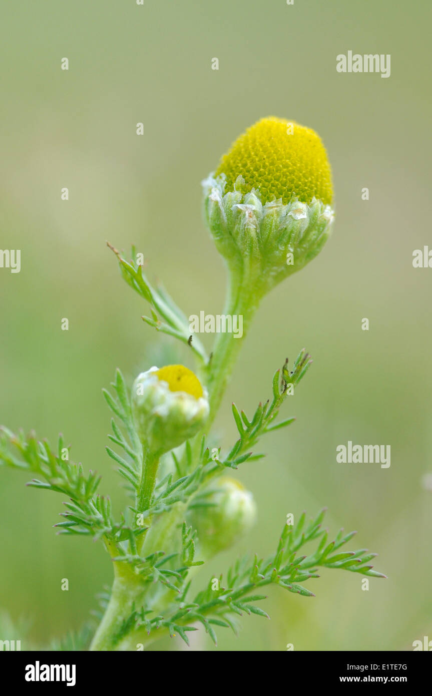 Flowering Pineapple Weed a recently naturalized plant but already very common in the whole