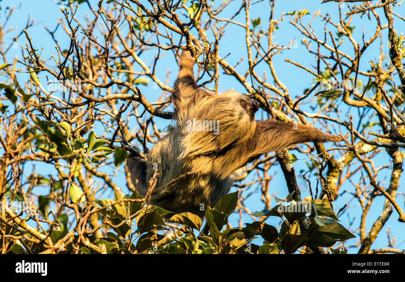 Linnaeus's two-toed sloth on tree Monteverde Costa Rica Stock Photo