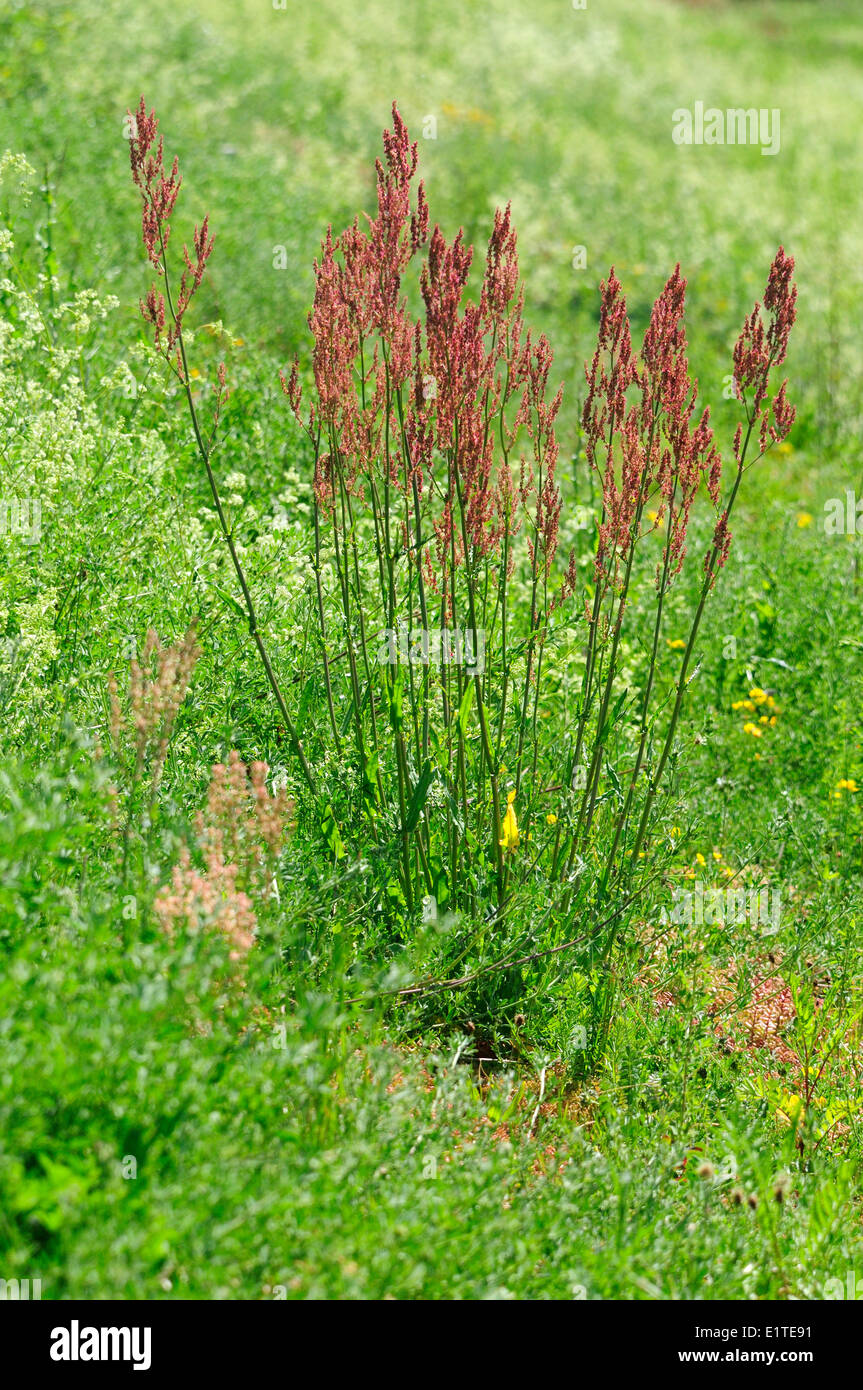 Flowering Narrow-leaved Sorrel on riverdike Stock Photo