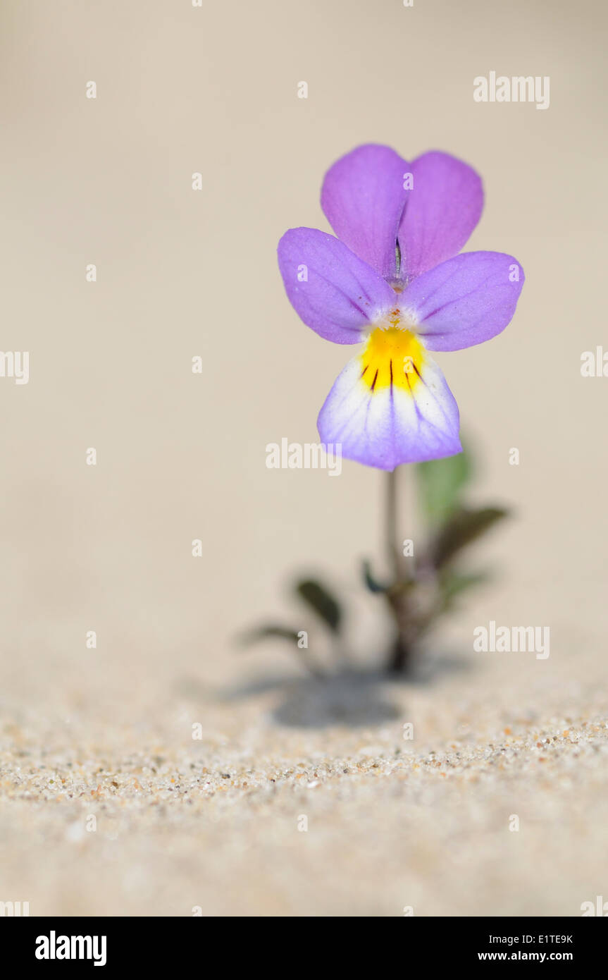 Flowering small plant of Dune pansy in dunesand Stock Photo
