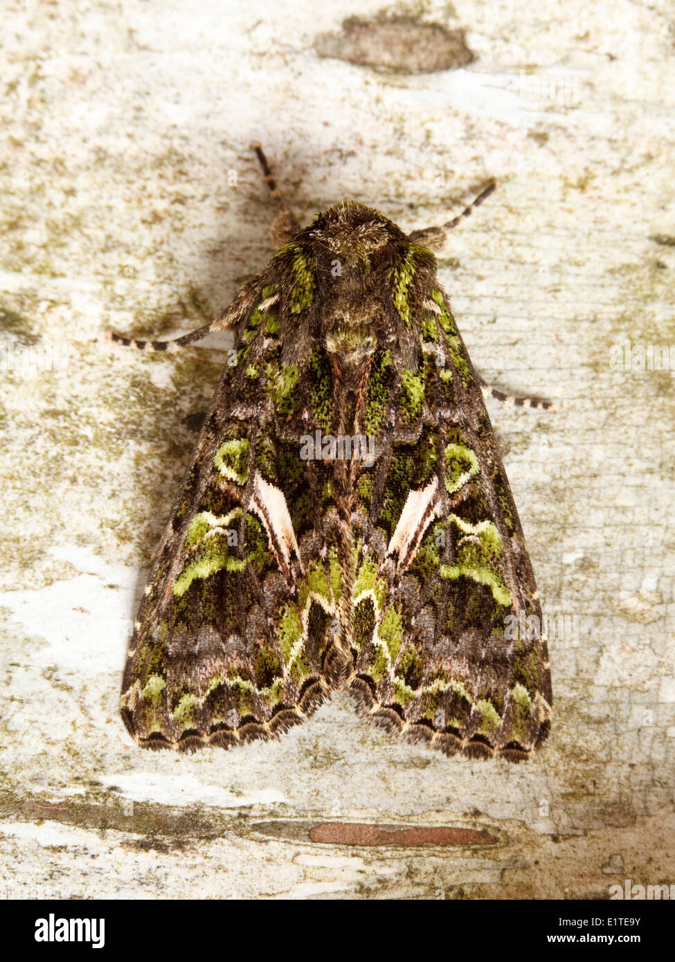 Orache Moth is a rare immigrant and extinct British resident. Stock Photo