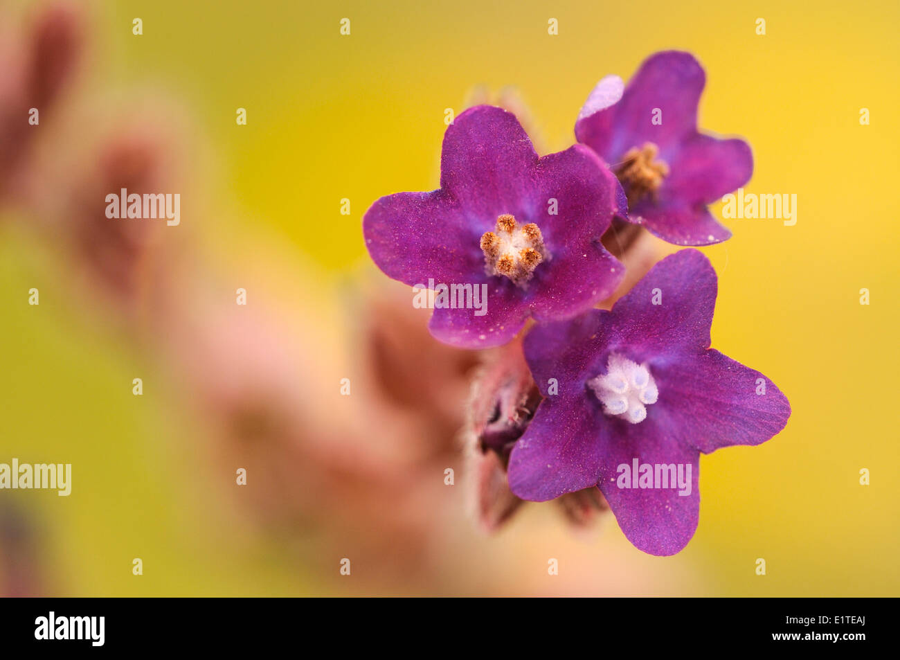 Purple flowers of Alkanet in close-up with yellow background Stock Photo