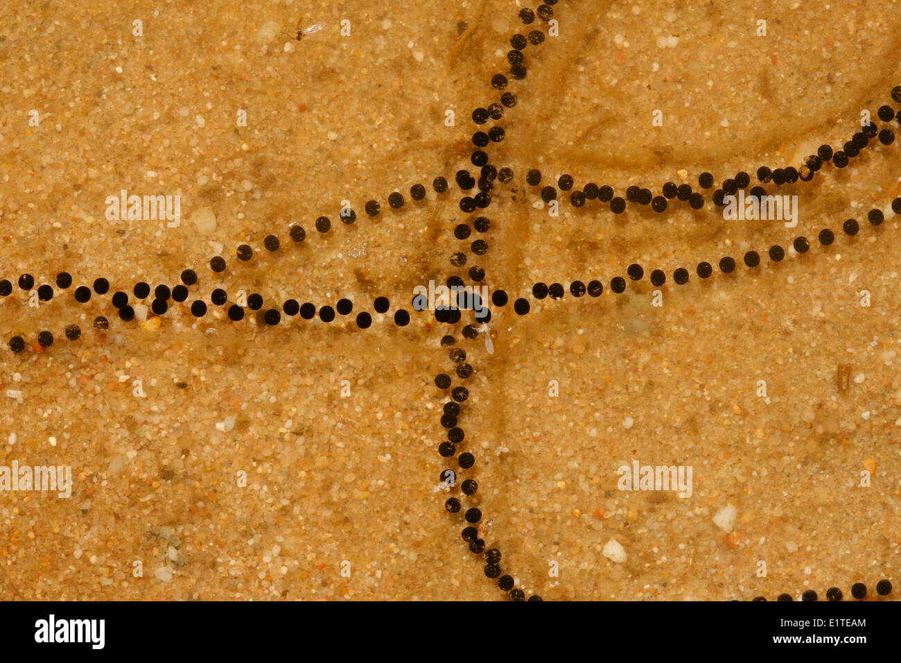 Egg strings of a Natterjack Toad in a shallow rain pond on a sandy soil Stock Photo Alamy