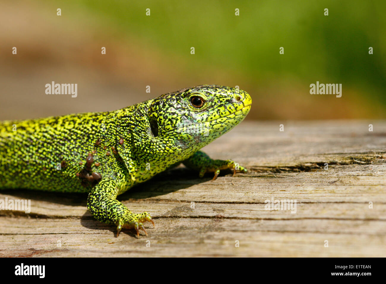 Close-up of a male sand lizard Stock Photo