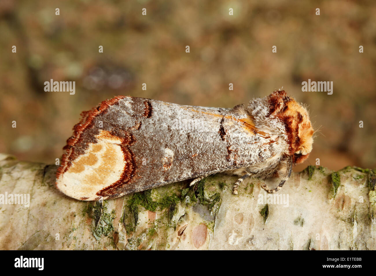 Buff-tip (Phalera bucephala) resting on birch stem. Stock Photo