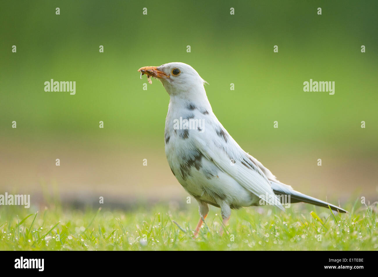 leucistic blackbird collecting worms on grassland to feed itΓÇÖs young Stock Photo