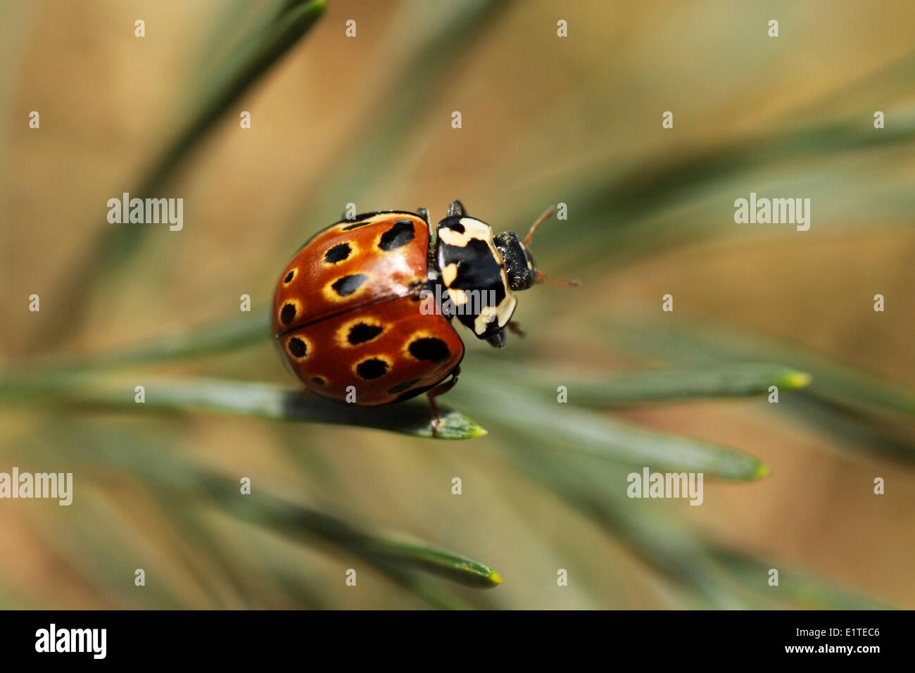 Eyed Ladybird in a fir Stock Photo