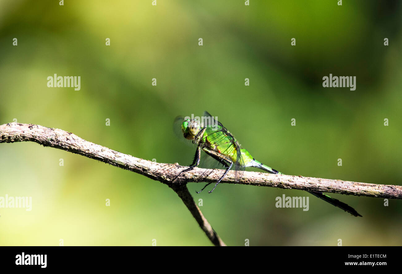 Dragonfly Anisoptera insect Monteverde Costa Rica Stock Photo