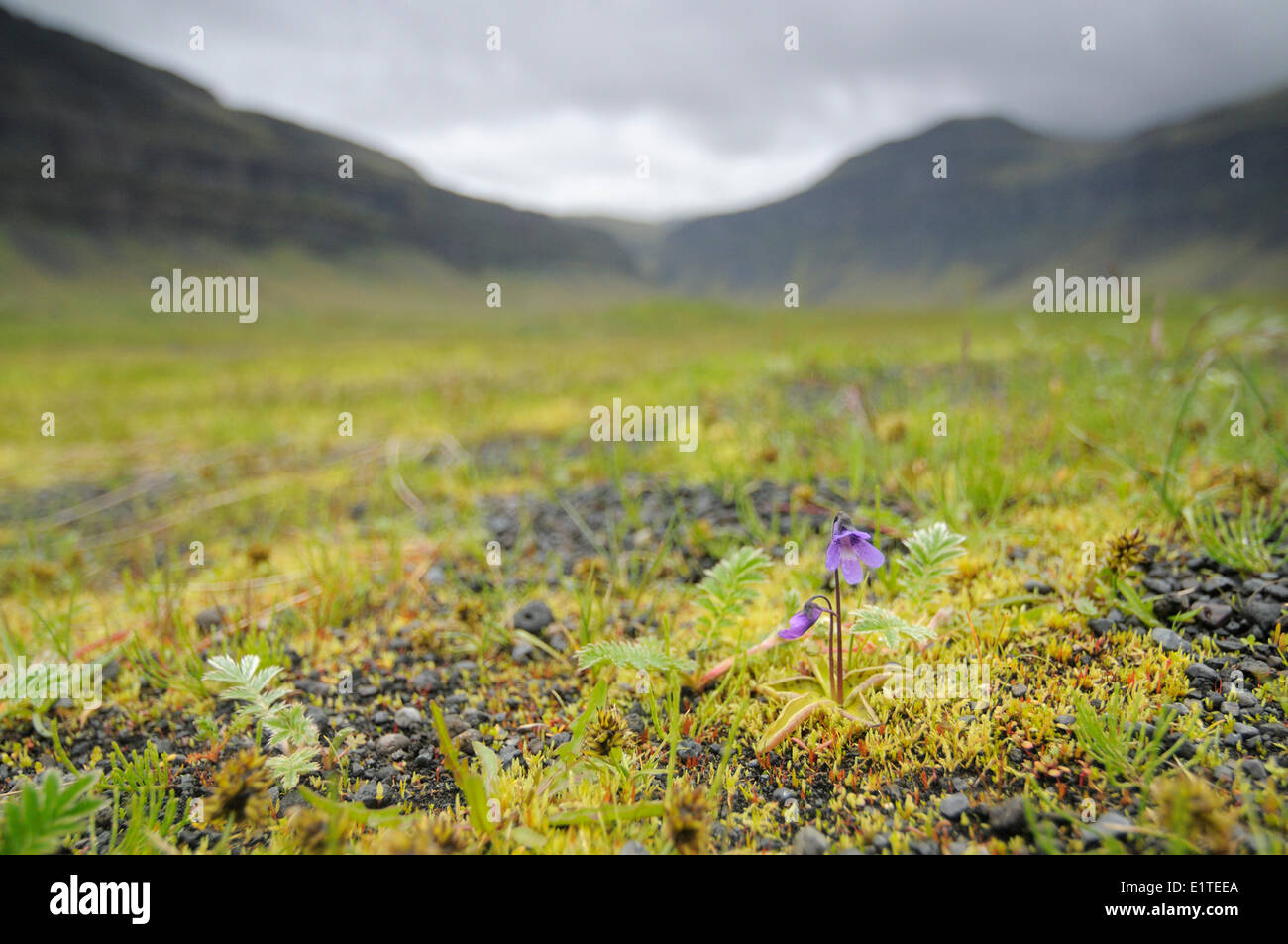 Common Butterwort growing and flowering on basalt plain of the glacier Vatnajokull Stock Photo