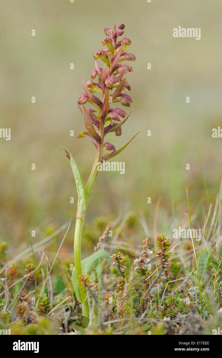 Flowering Frog Orchid in heatherfield Stock Photo