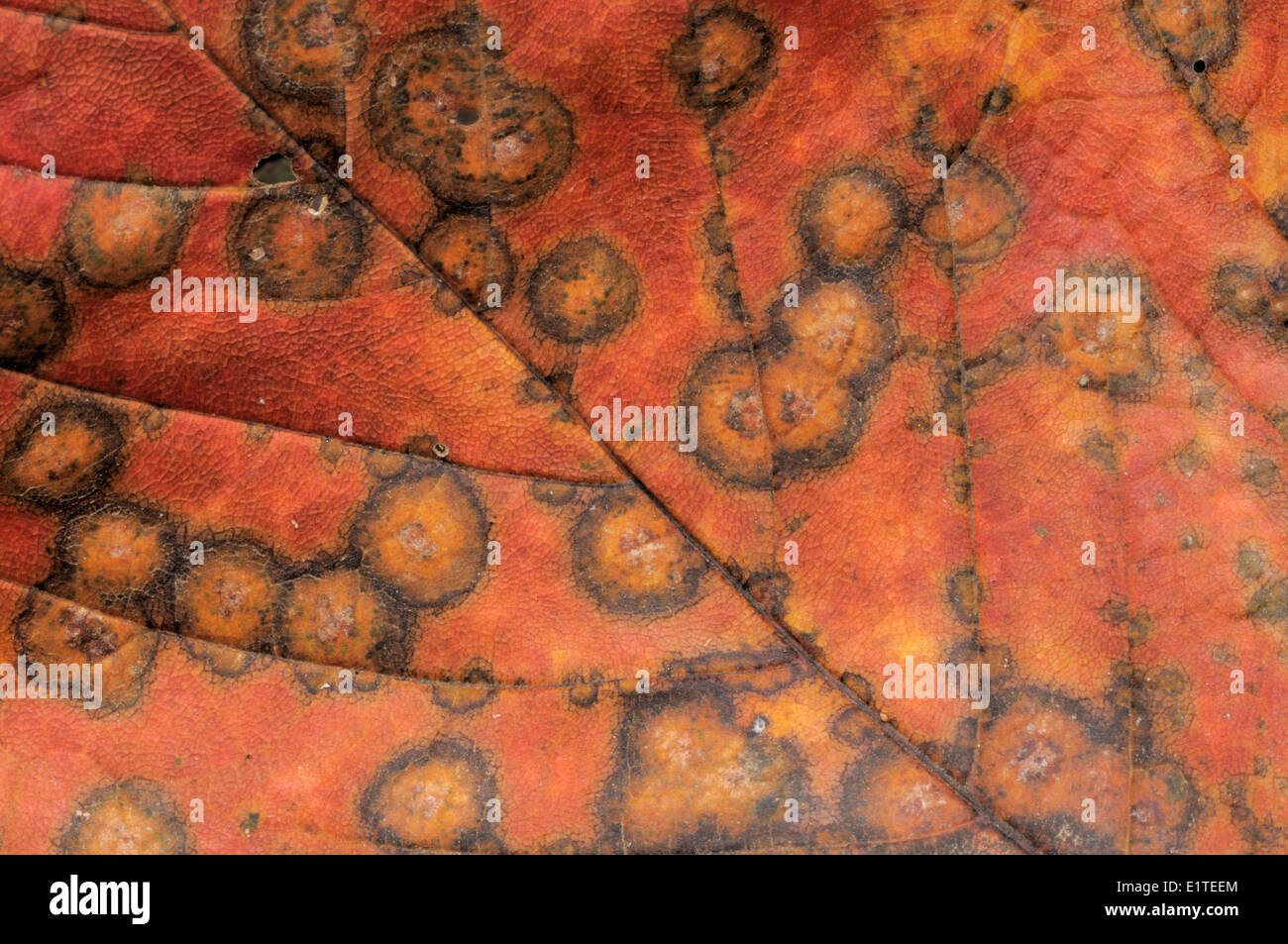 Yellow and red coloured Sycamore leave in autumn Stock Photo