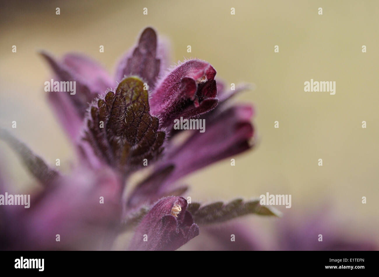 Flowering Alpine Bartsia Stock Photo