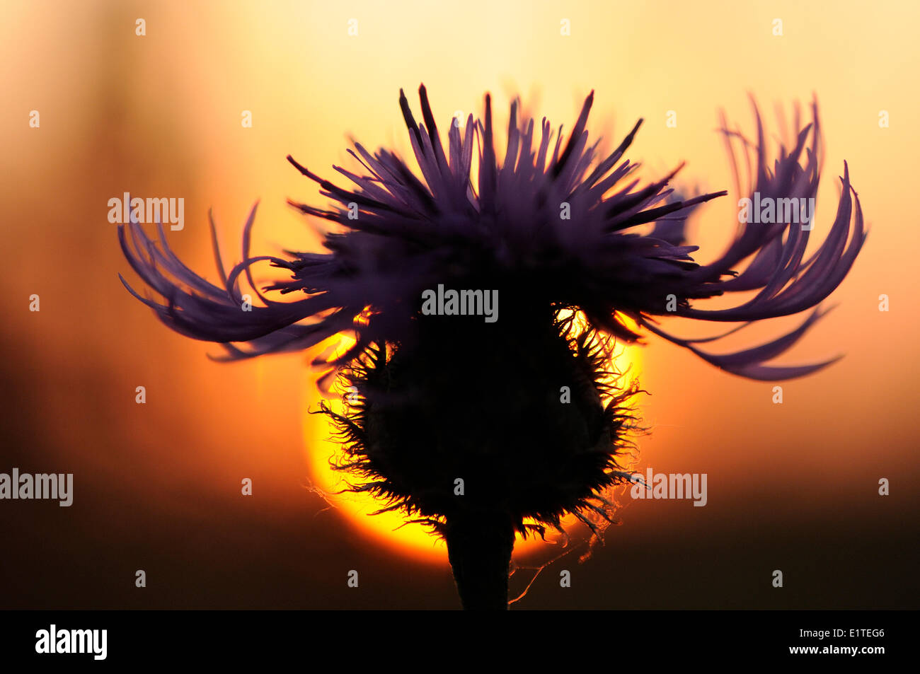 On the greater knapweed hi-res stock photography and images - Alamy
