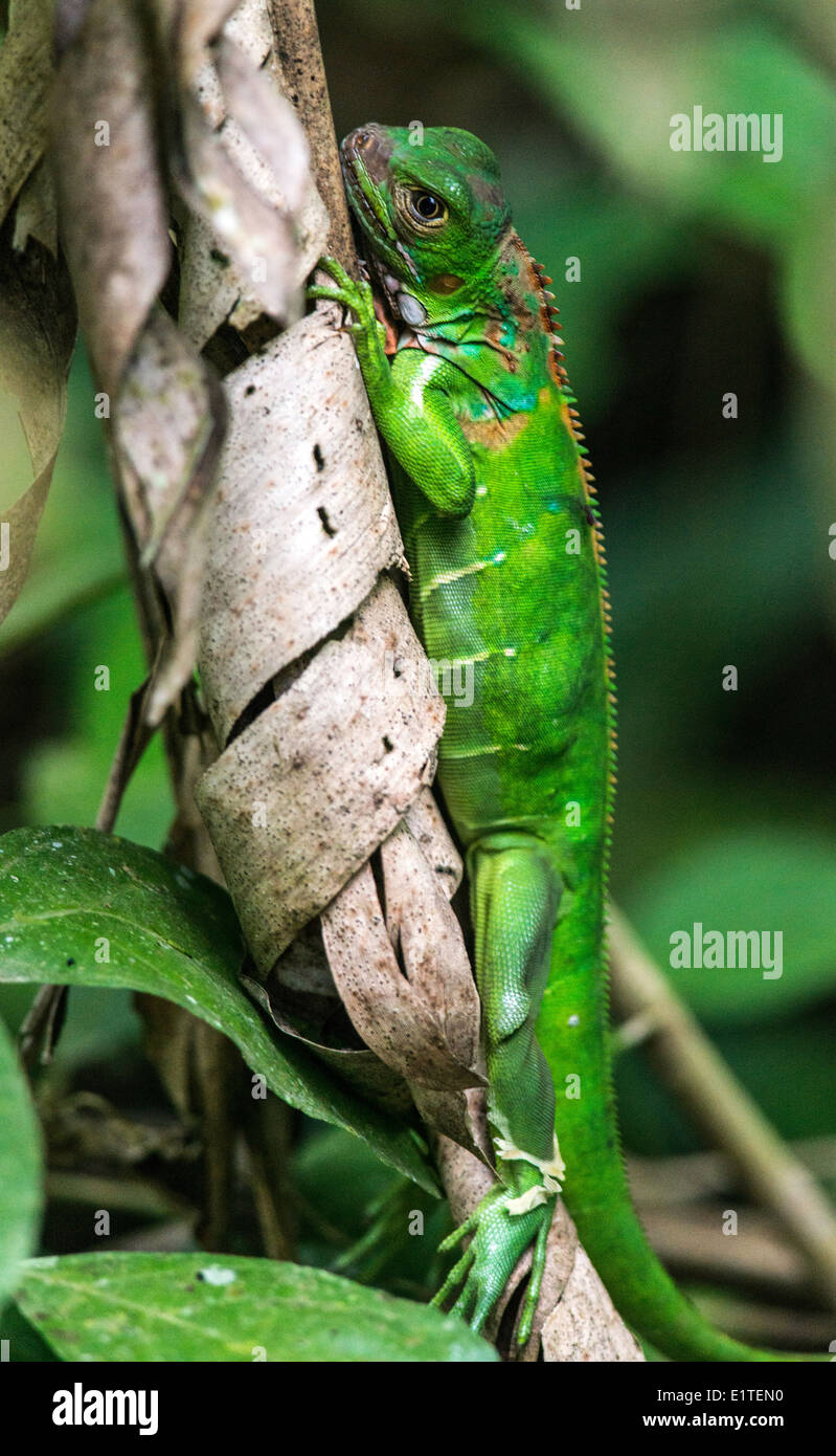 The common basilisk Basiliscus basiliscus lizard Costa Rica Stock Photo