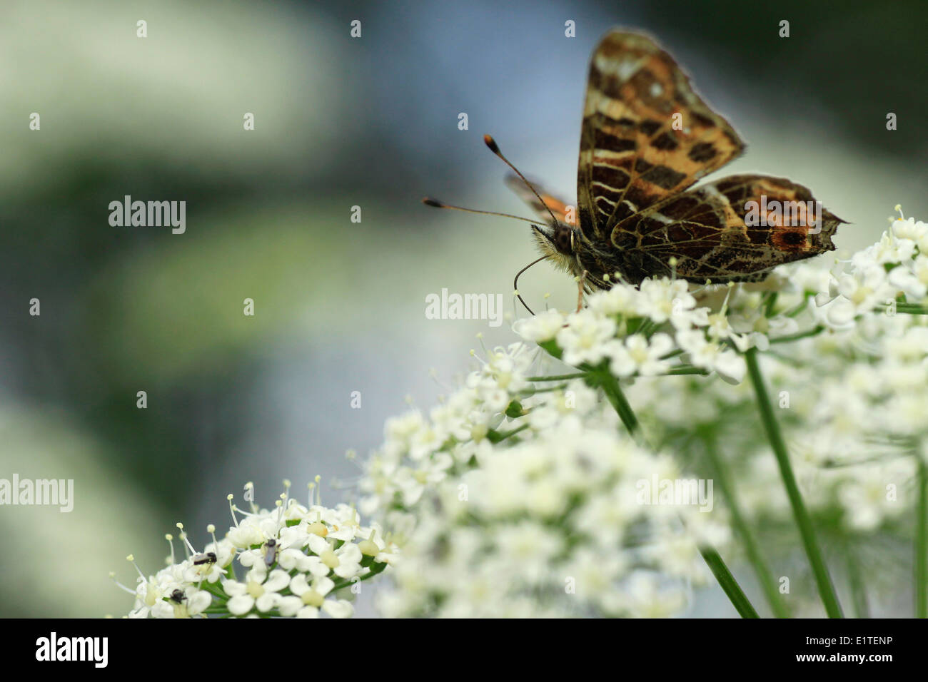 Map Butterfly drinking nectar Stock Photo