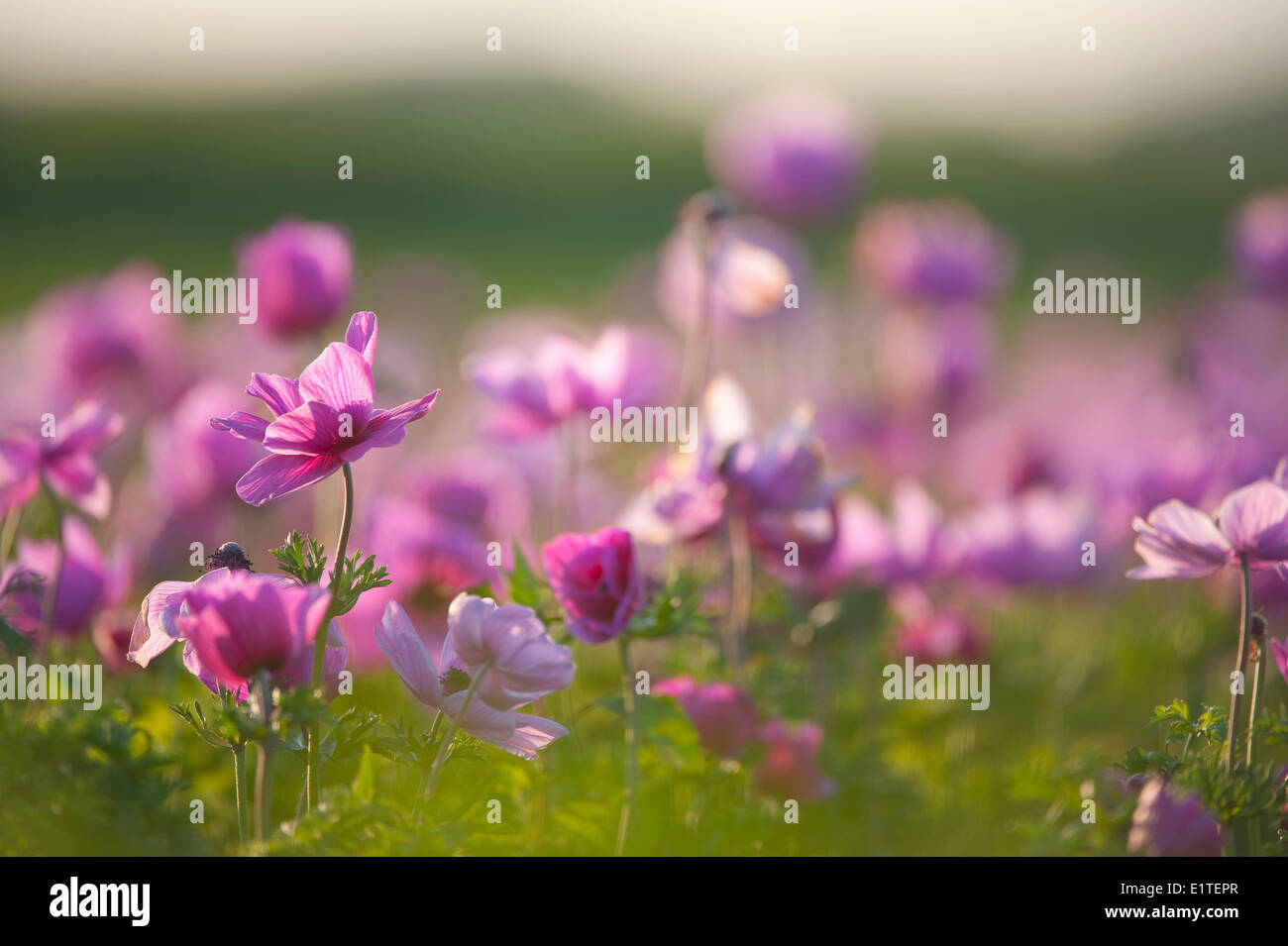 anemone cultivation in the netherlands Stock Photo