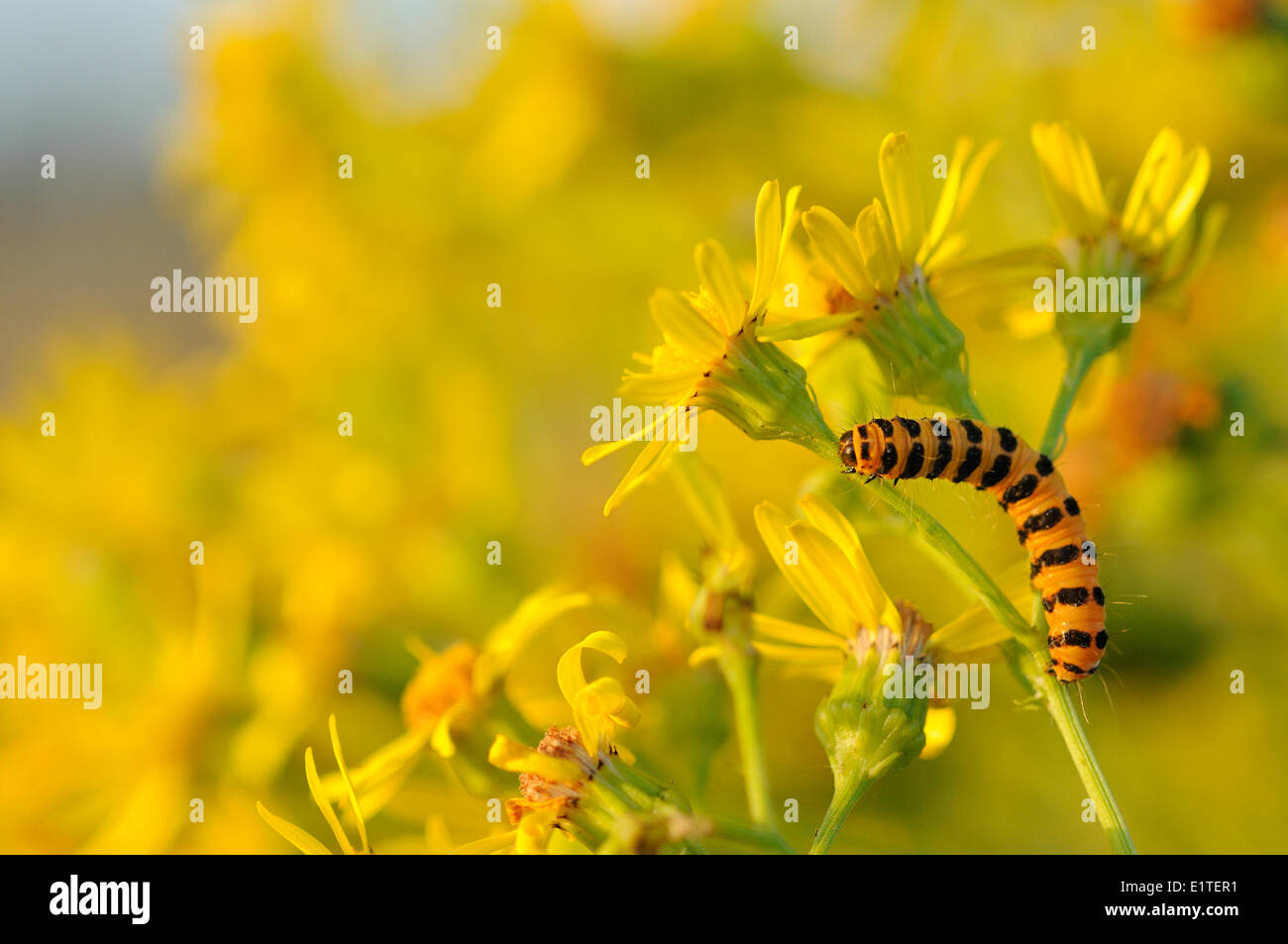 Cinnabar Moth Caterpillar Sting