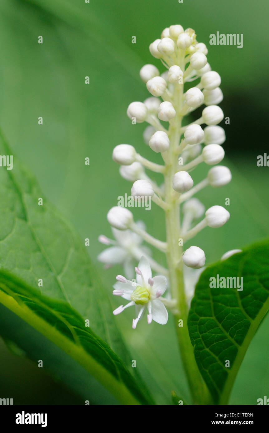 Flowering Indian Pokeweed Stock Photo