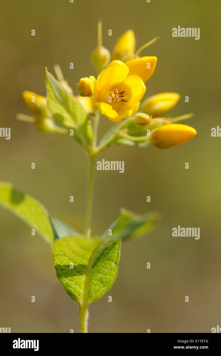 Flowering Yellow loosestrife Stock Photo