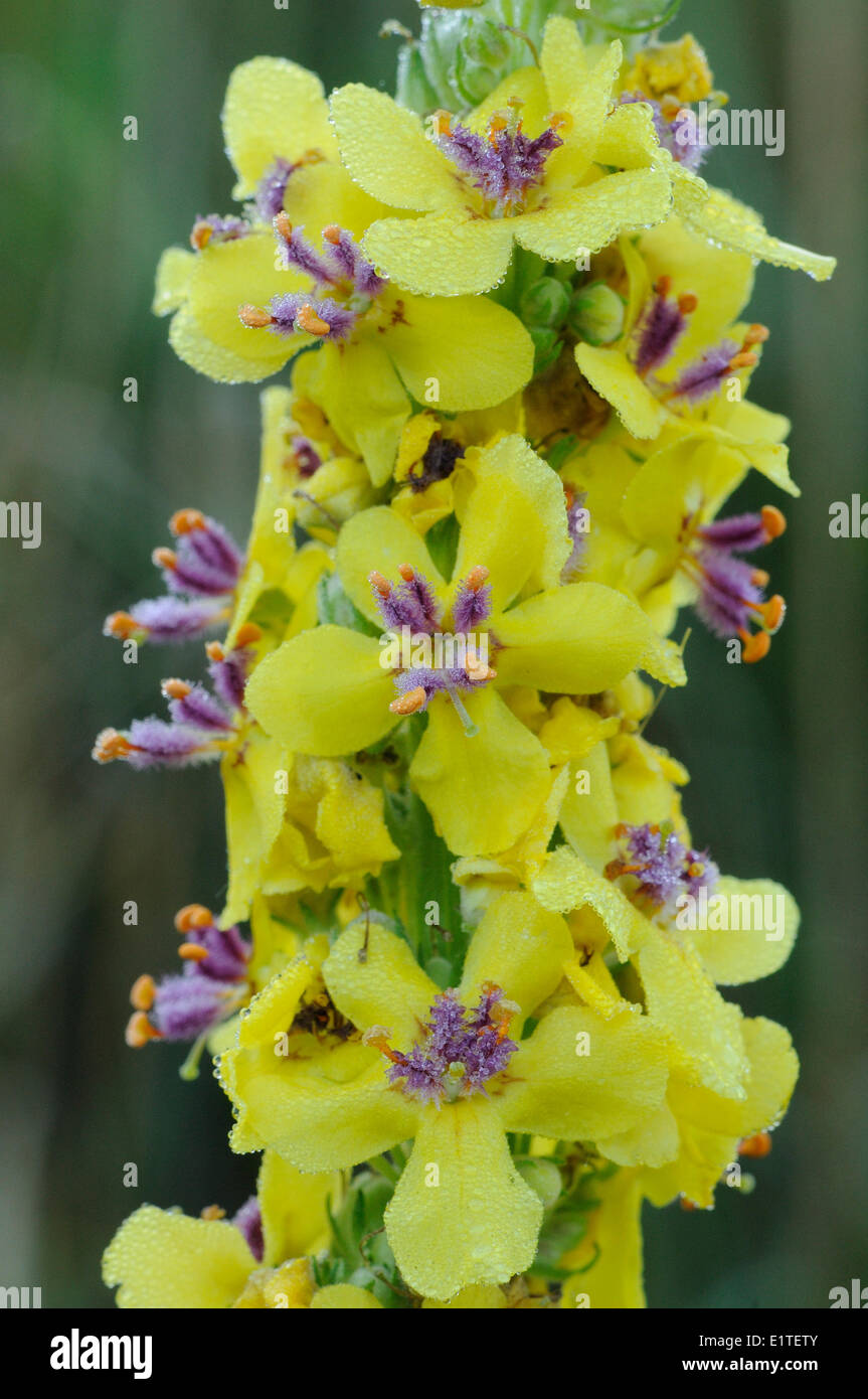 Detailed view on the inflorescence of Dark Mullein with its characteristic purple stamen Stock Photo