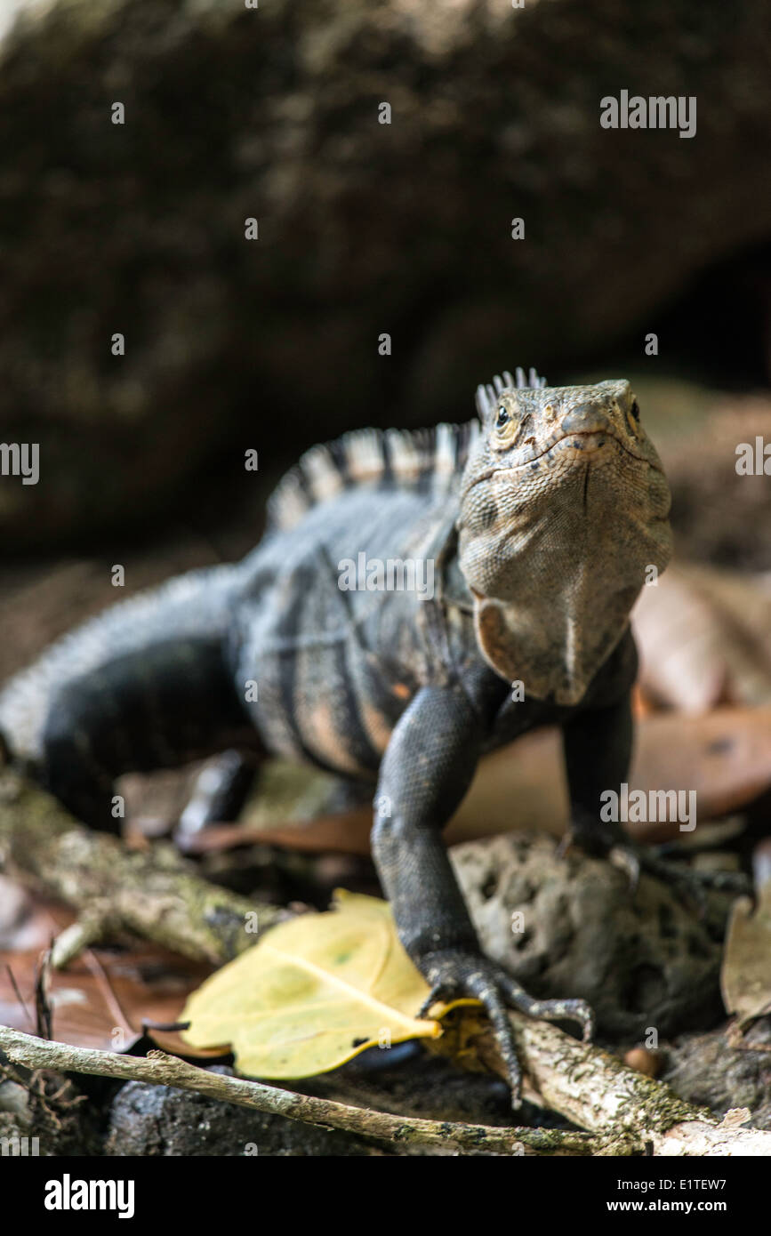 Black iguana Ctenosaura similis reptile Manuel Antonio National Park Costa Rica Stock Photo