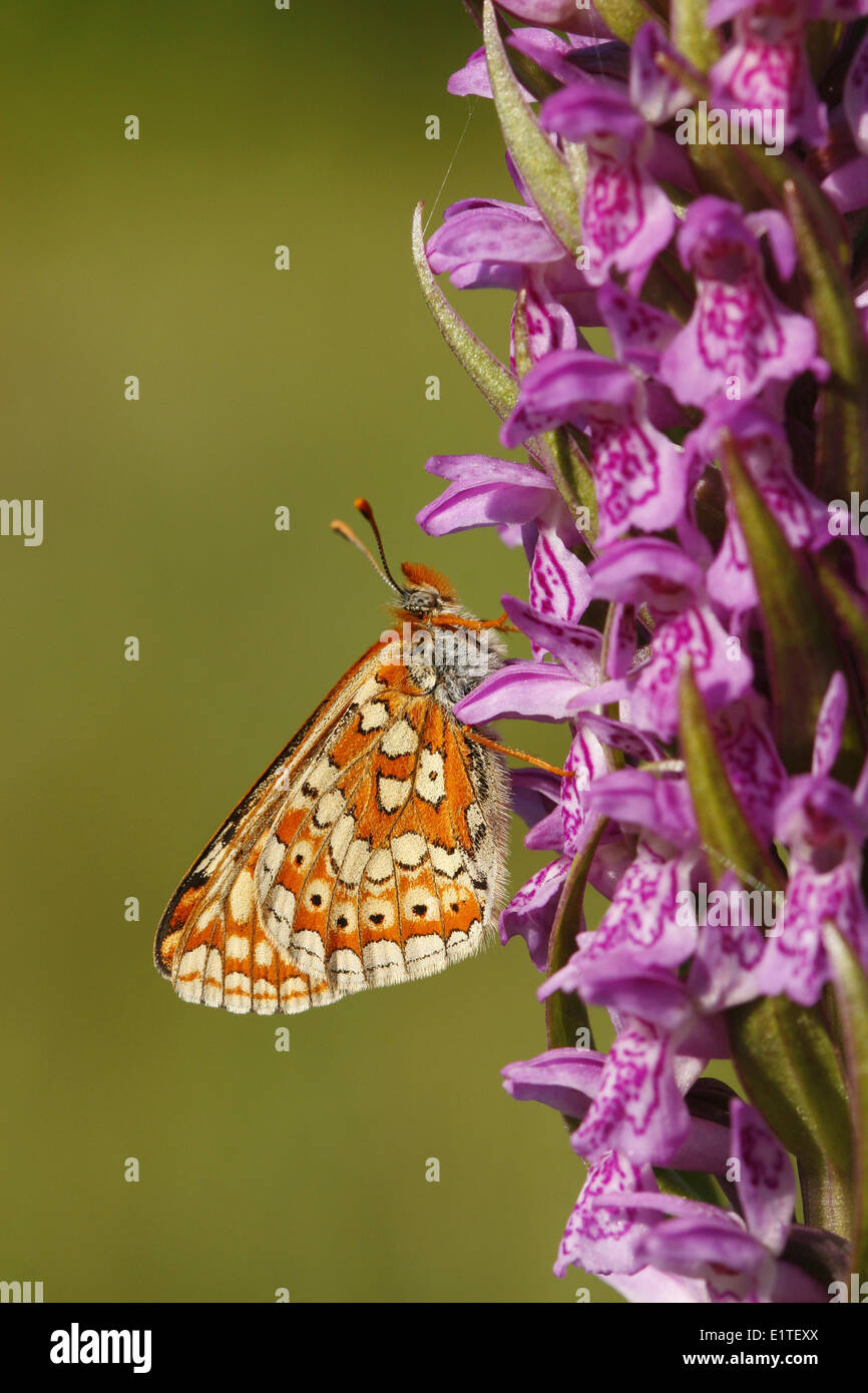 A side view of a Marsh Fritillary on the flowers of an Early Marsh-Orchid Stock Photo