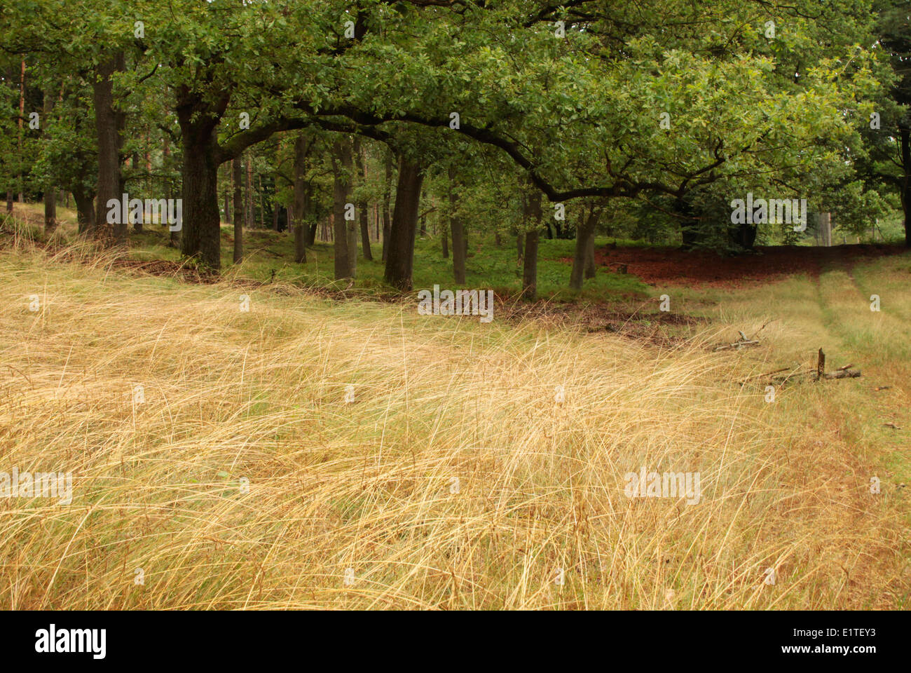 Oak Forest at summer Stock Photo Alamy
