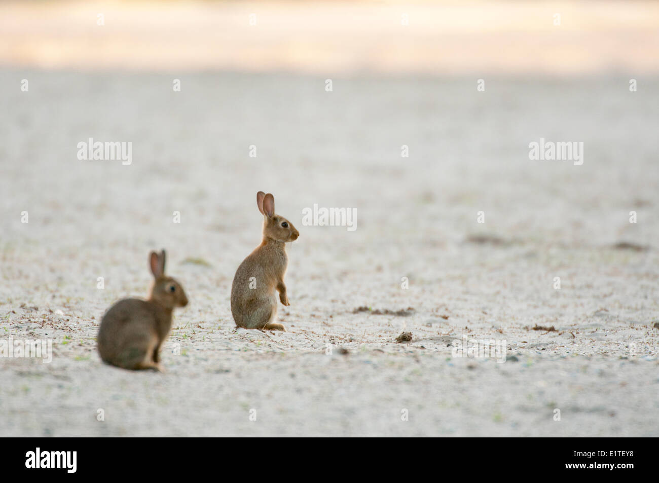 rabbits on Sandy plain Stock Photo - Alamy