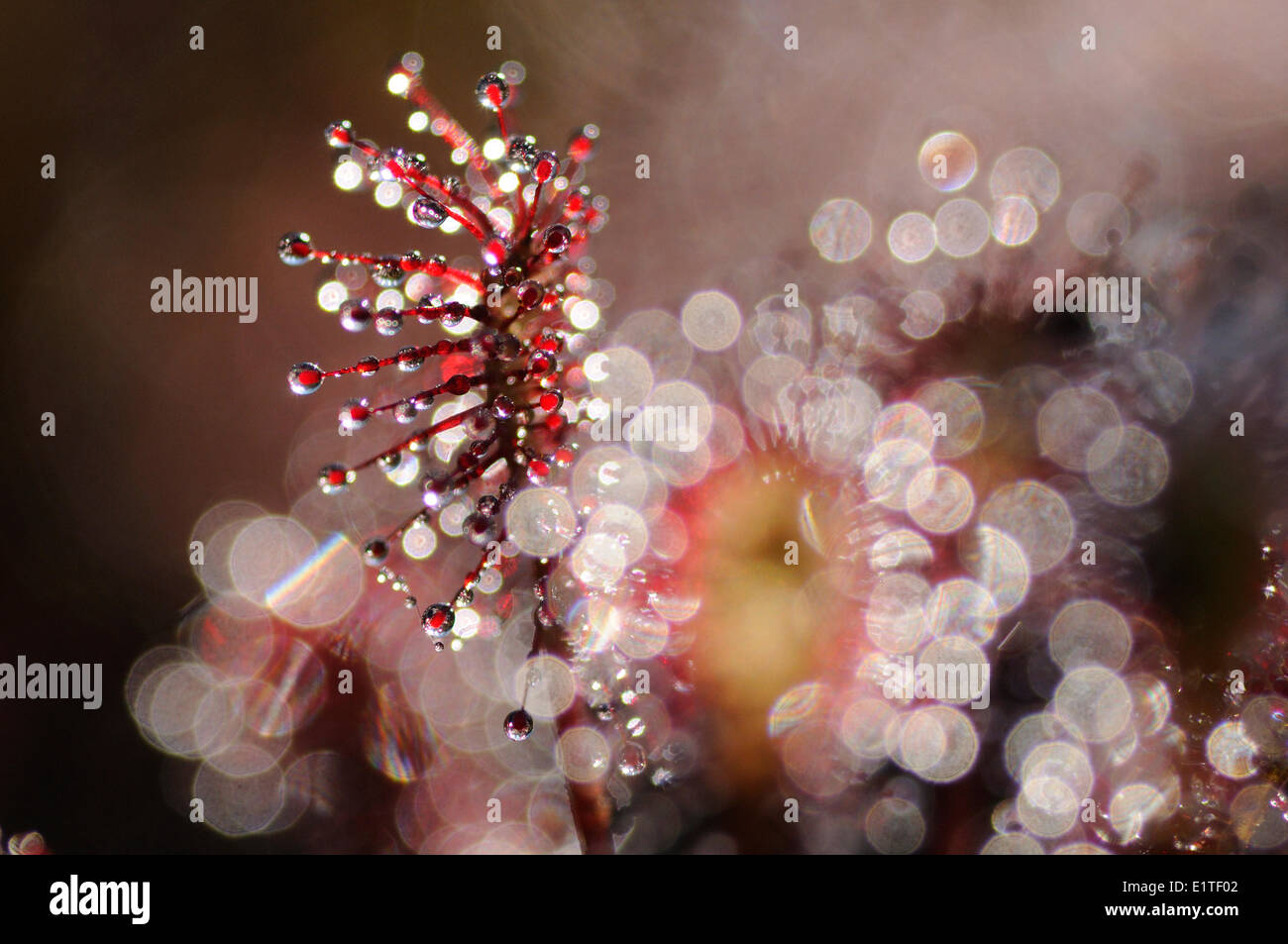 Close-up of Oblong-leaved Sundew against the light Stock Photo