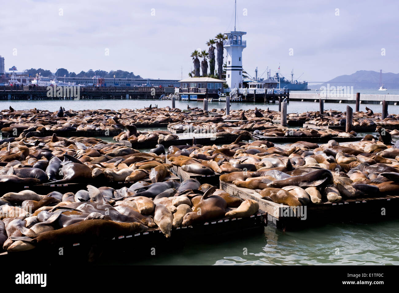 Sea Lions at Pier 39 at Fisherman`s Wharf, San Francisco, USA